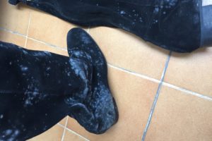 calzado contaminado por hongos/mohos